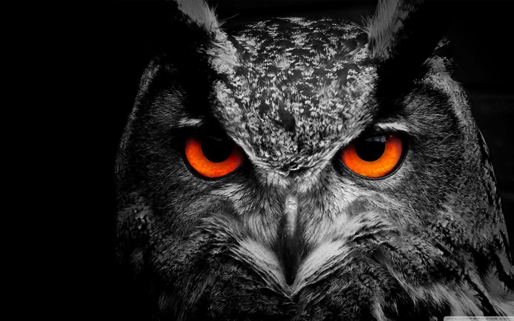 Owl tattoo portfolio